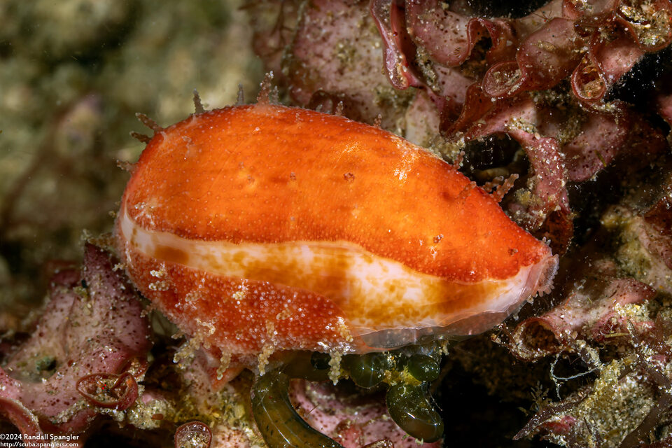 Contradusta bregeriana (Breger's Cowry)
