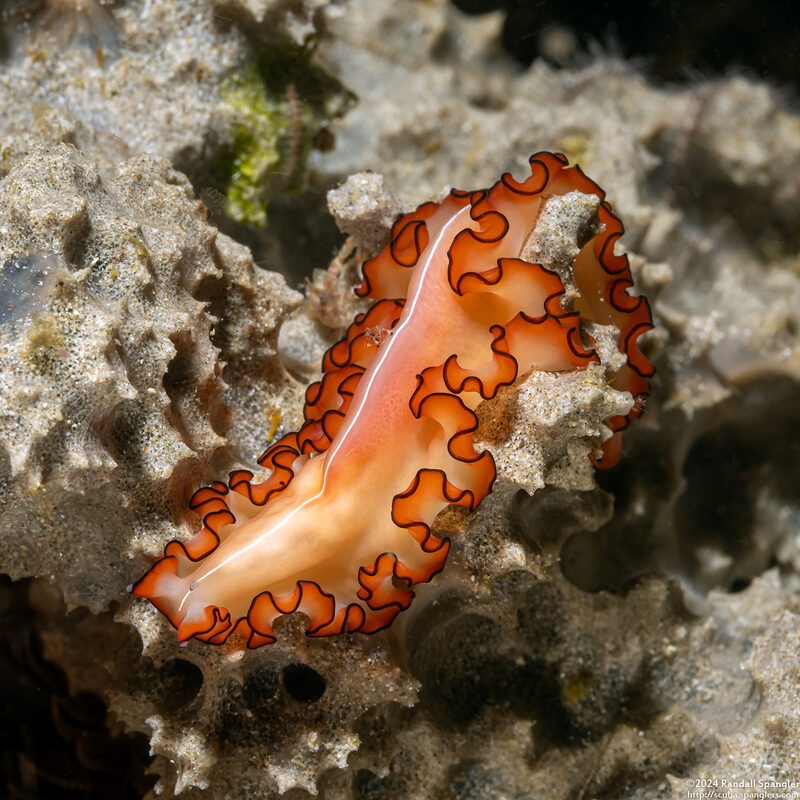 Maiazoon orsaki (Orsak's Flatworm)