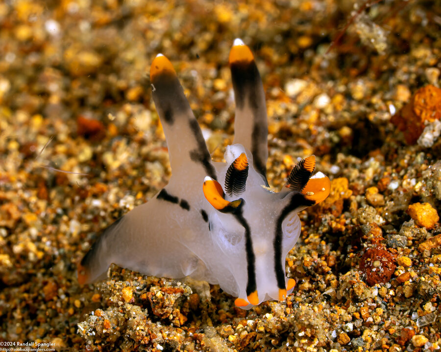 Thecacera picta (Painted Thecacera)