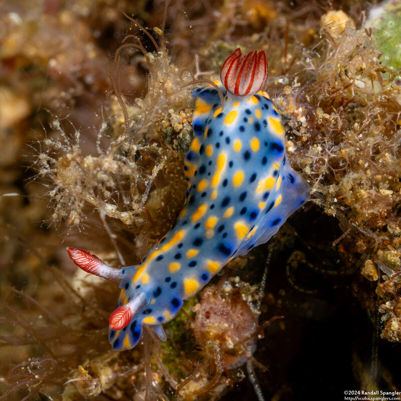 Hypselodoris infucata (Fire Hypselodoris)
