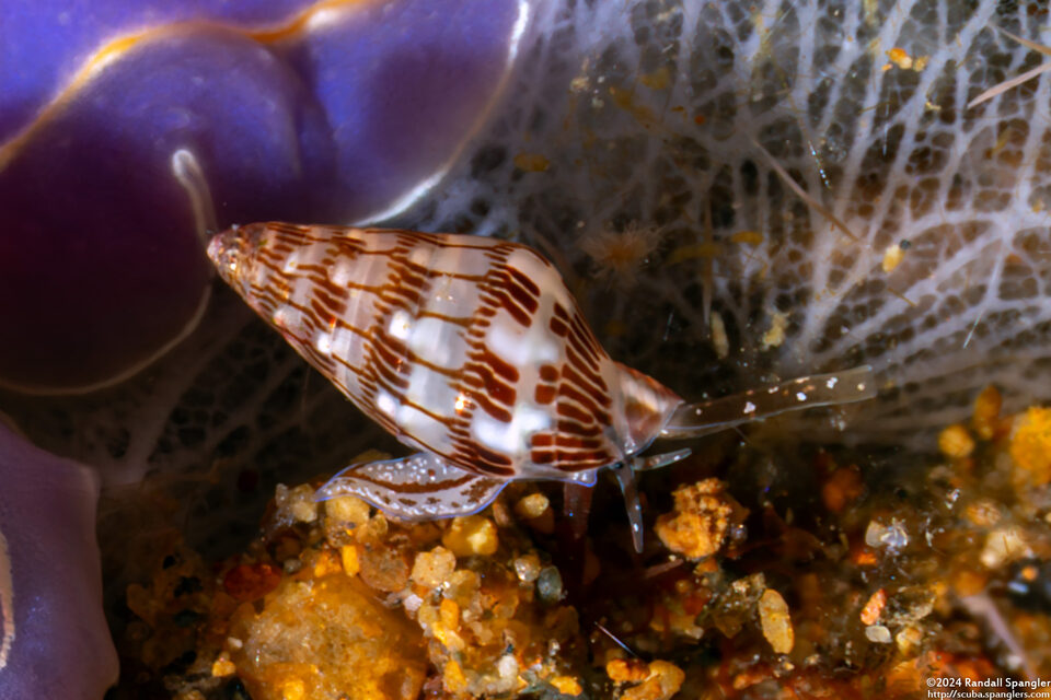 Pyreneola melvilli (Melvill’s Dove Shell)