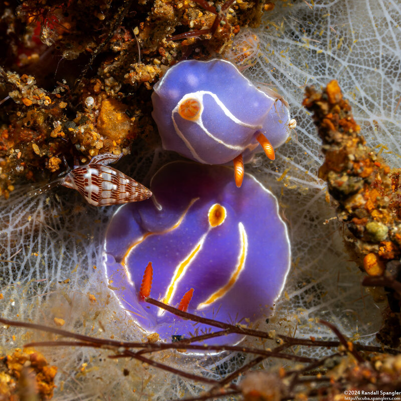 Mexichromis trilineata (Three-Lined Mexichromis)