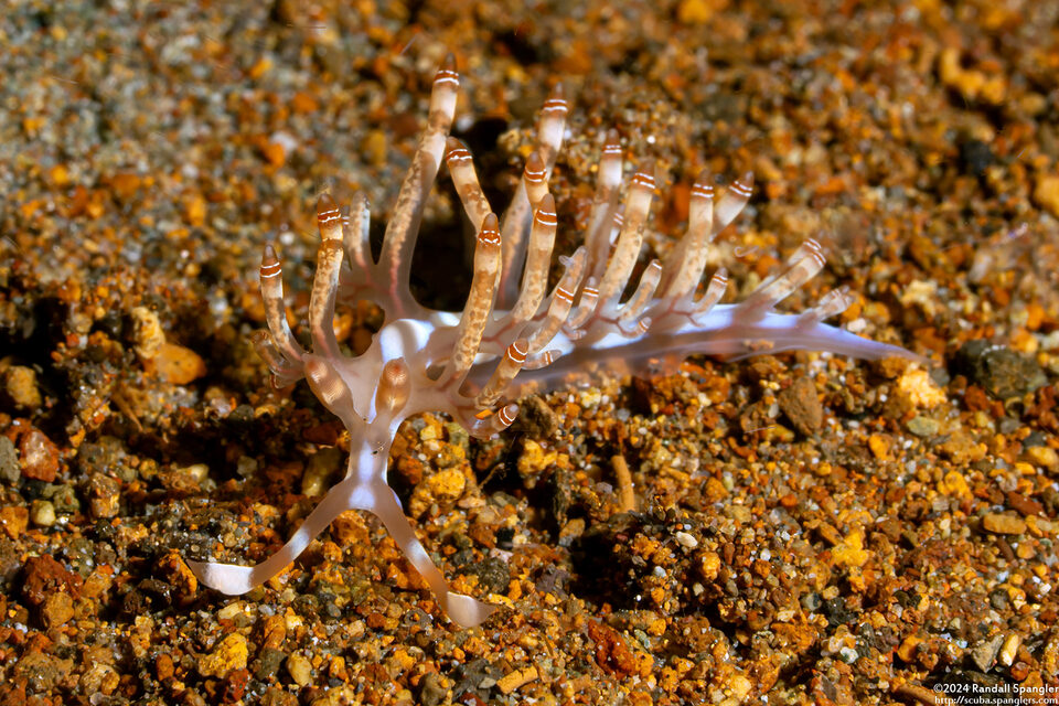 Samla bilas (Double-Ringed Samla)