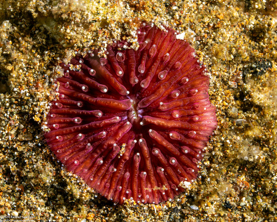 Cycloseris sp.1 (Cycloseris sp.1)