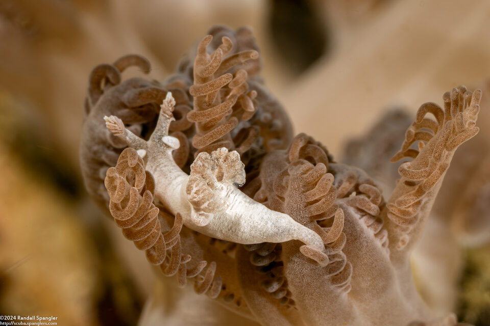 Trapania lemnalioides (Soft Coral Trapania)