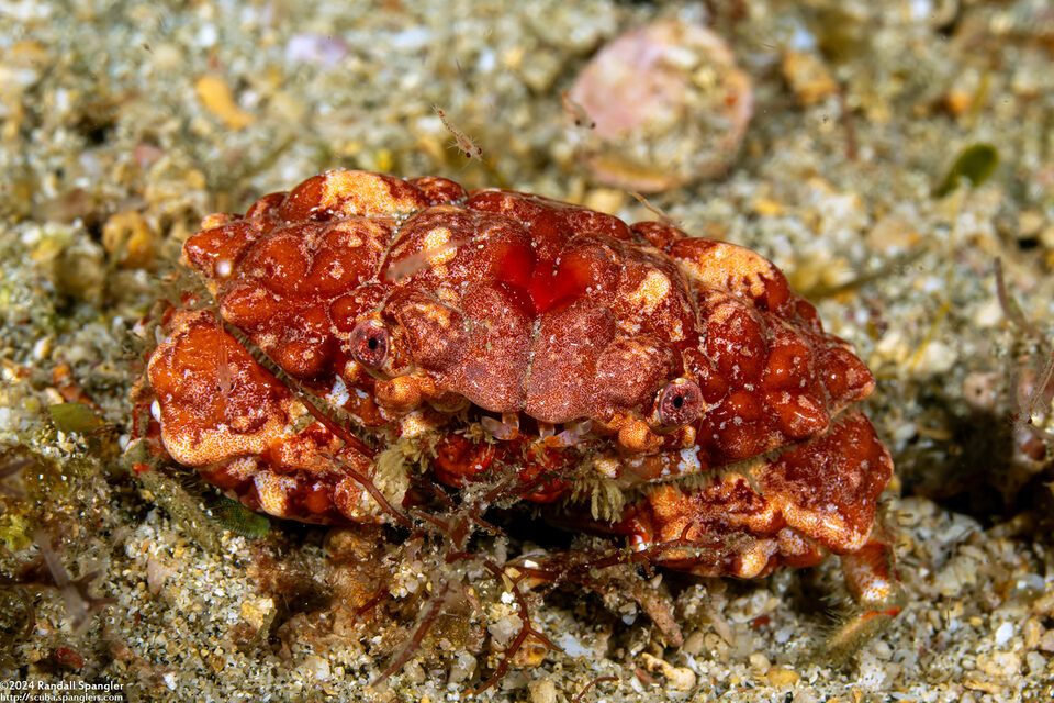 Euxanthus sp.1 (Smooth Euxanthus)