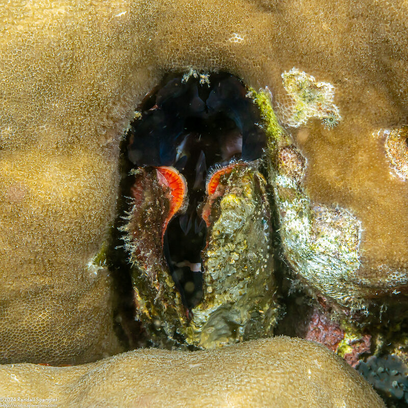 Lamarcka ventricosa (Ventricose Ark Clam)