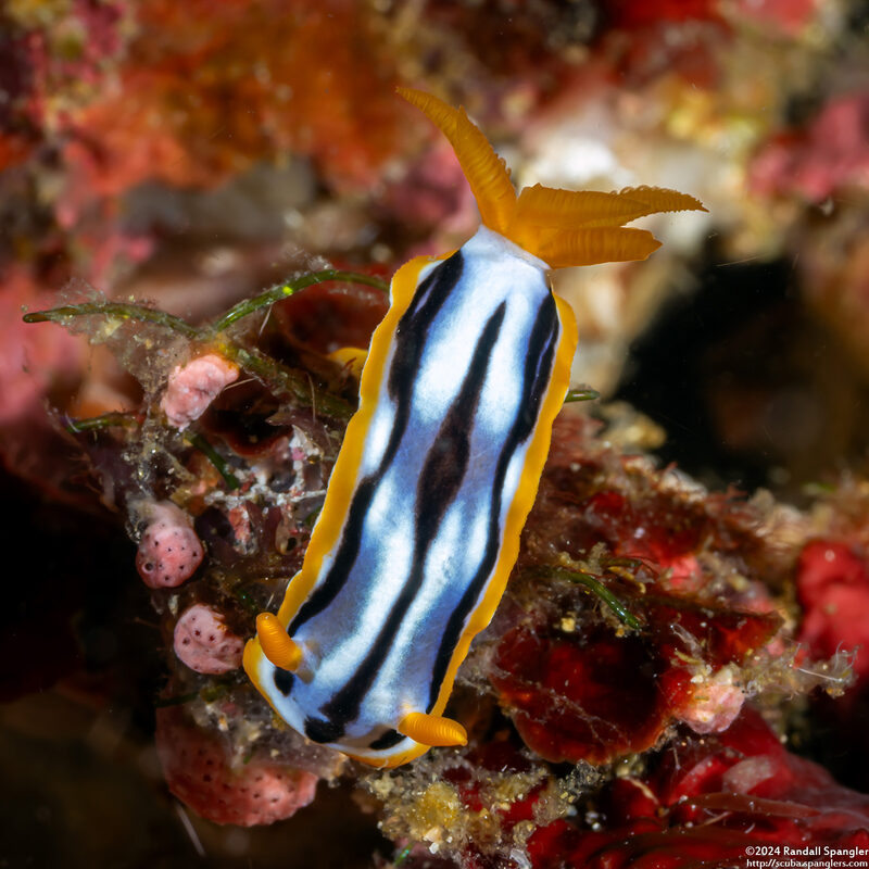 Chromodoris strigata (Streaked Chromodoris)
