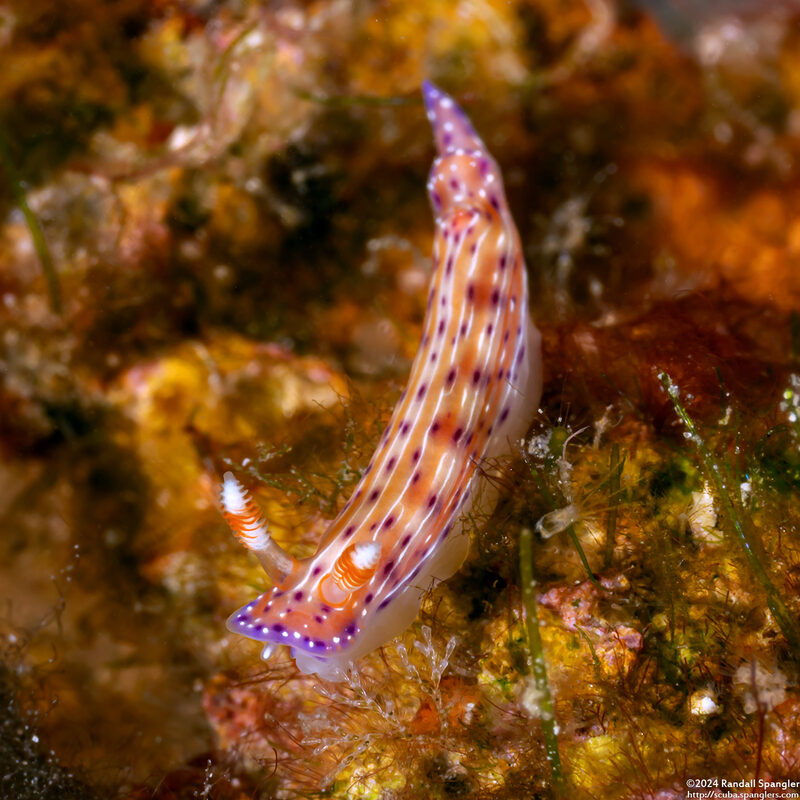Hypselodoris cf. maculosa (One-Ring Hypselodoris)