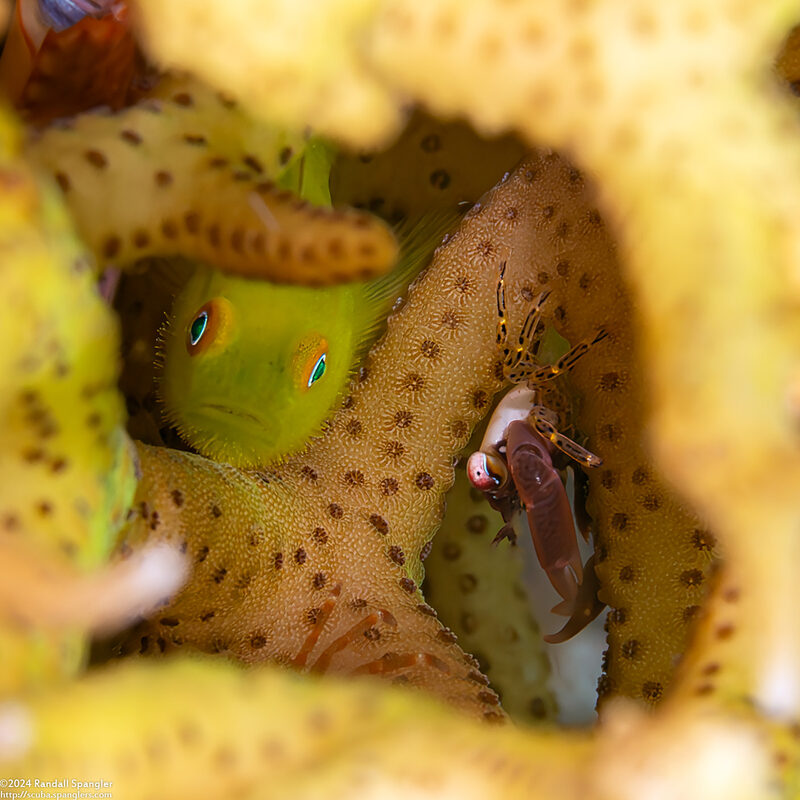 Paragobiodon xanthosoma (Emerald Coralgoby)