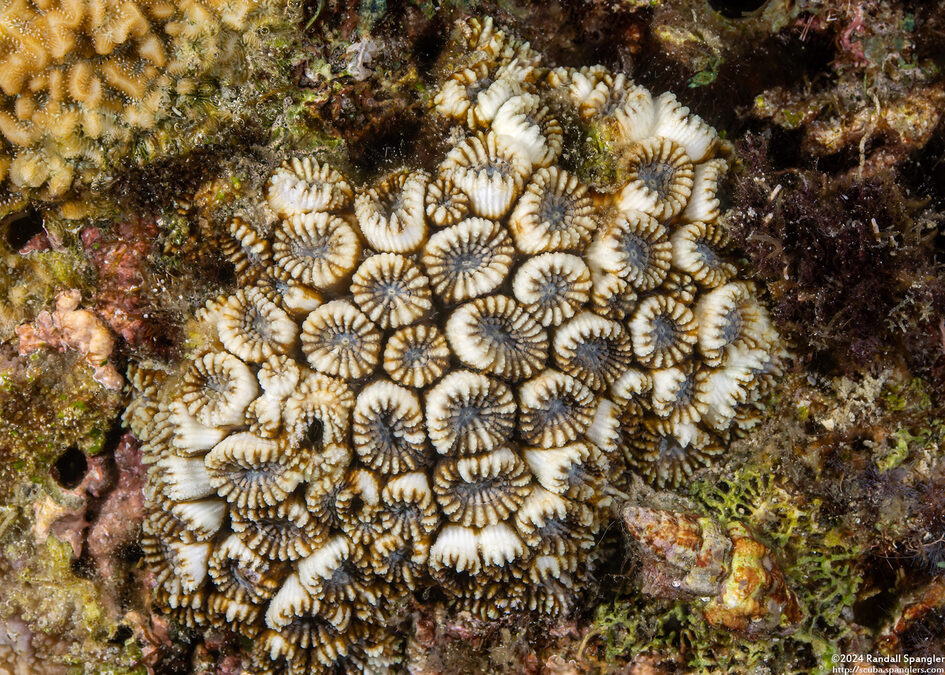 Astrea annuligera (Astrea Annuligera)