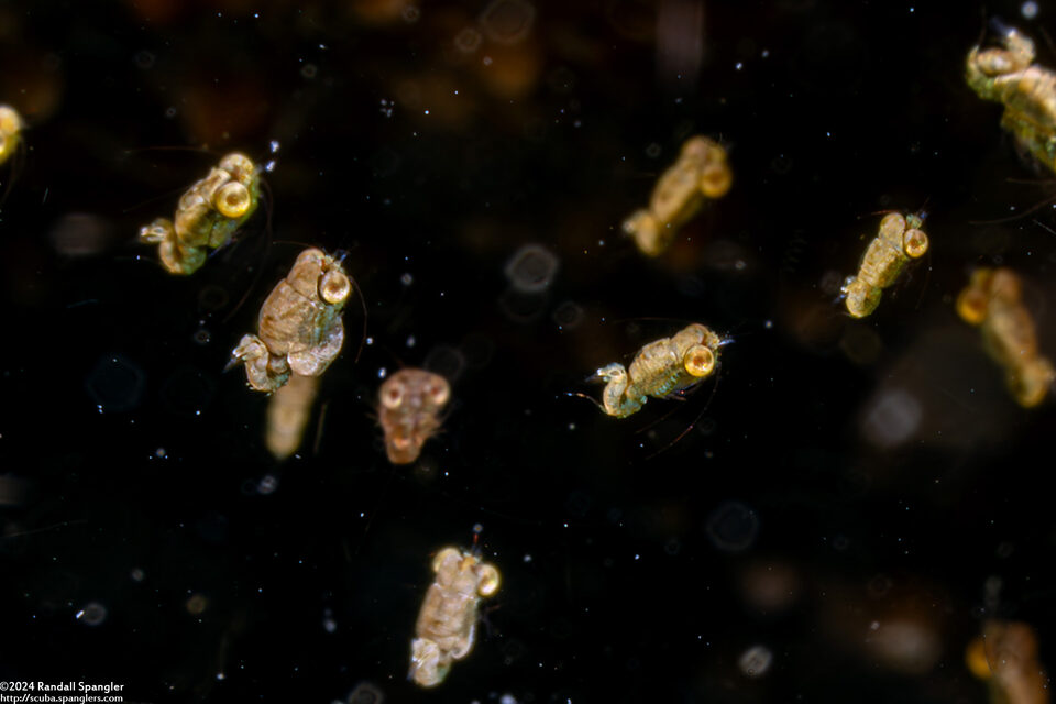 Idiomysis sp.1 (Hovering Opossum Shrimp)