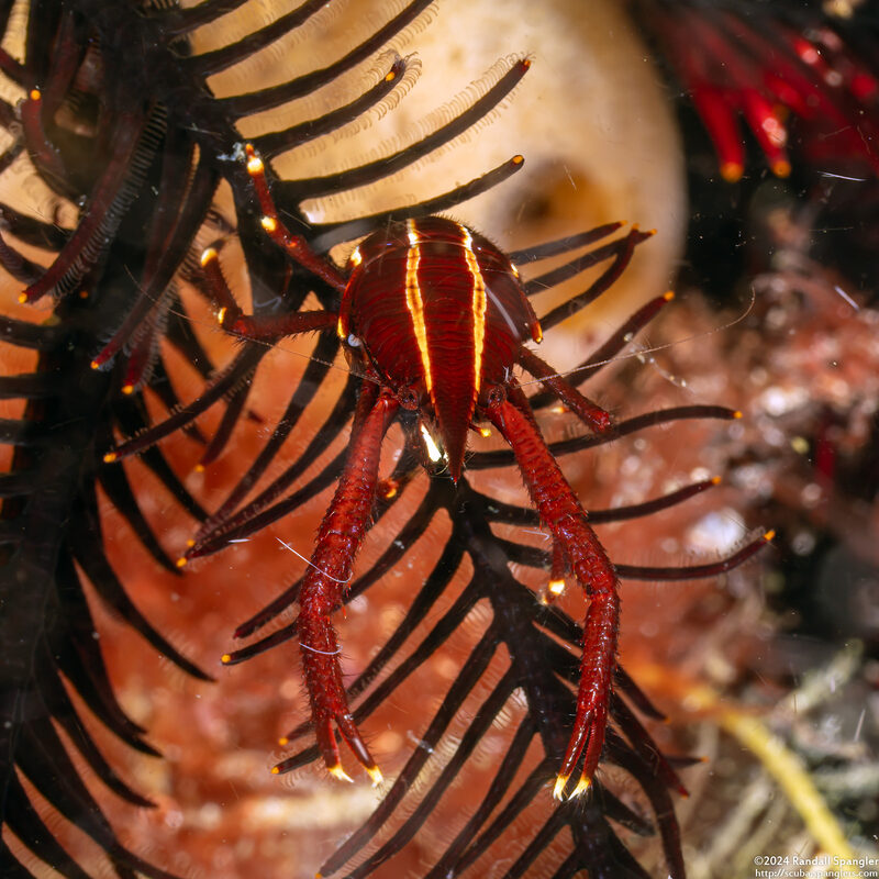 Allogalathea elegans (Elegant Crinoid Squat Lobster)