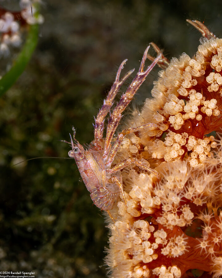 Galathea sp.4 (Galathea sp.4); Carrying eggs