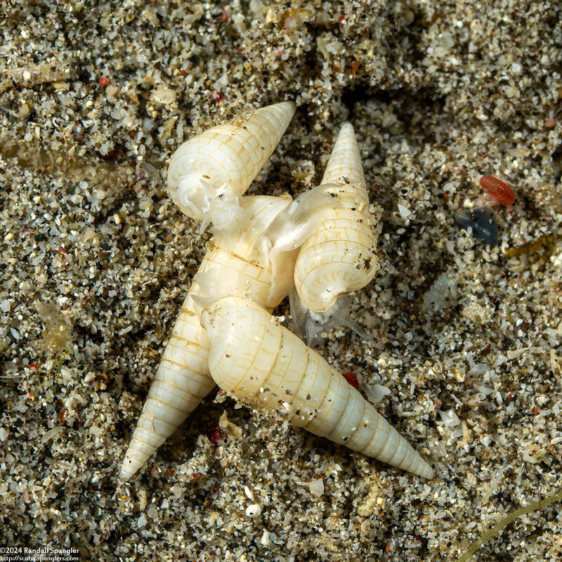 Longchaeus turritus (Tower Pyram)