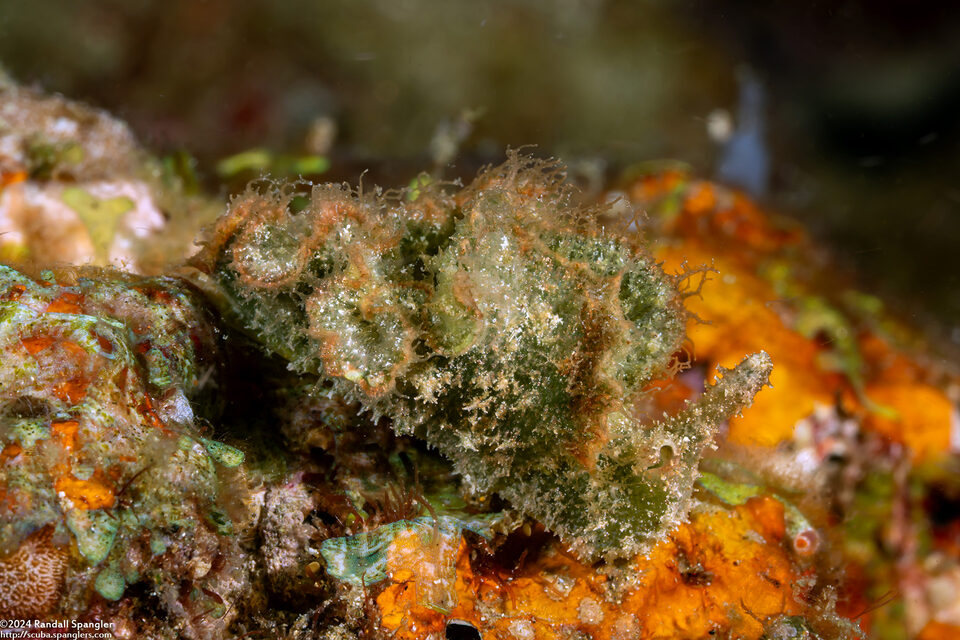 Elysia cf. tomentosa (Shaggy Elysia)