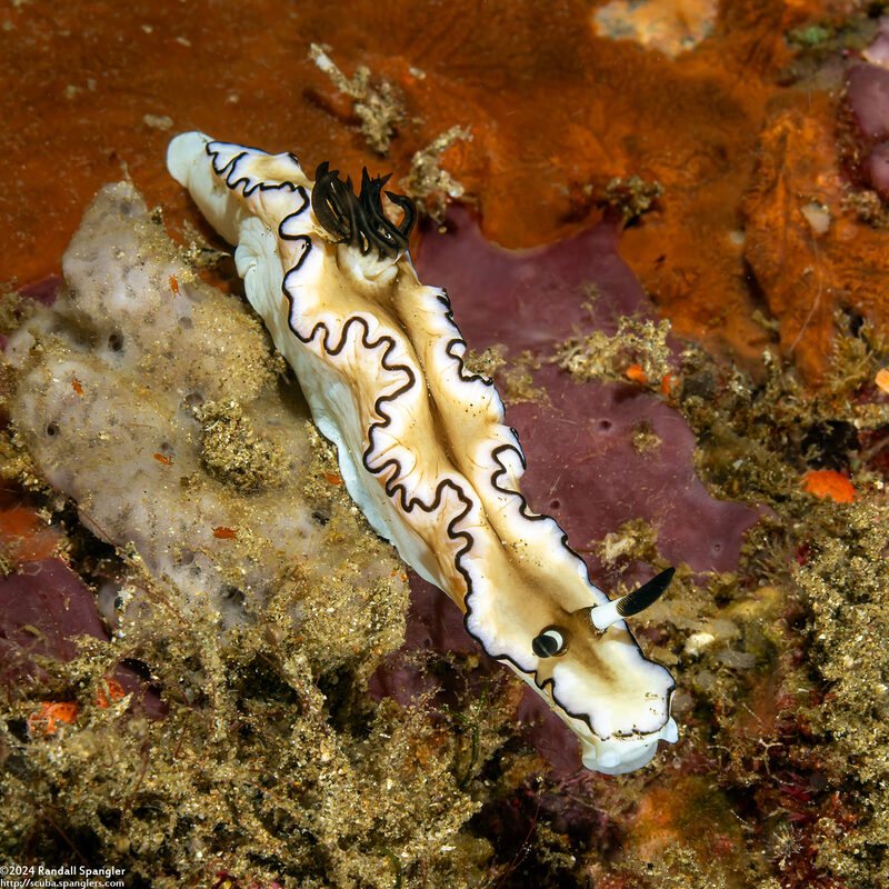 Doriprismatica atromarginata (Dark Margin Glossodoris)