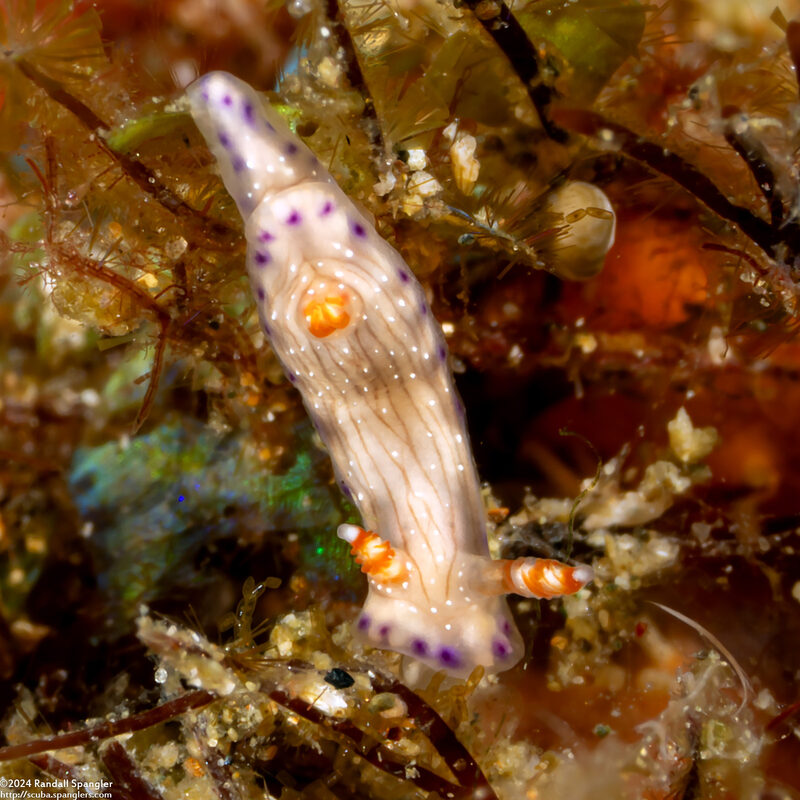 Hypselodoris skyleri (Hypselodoris skyleri)