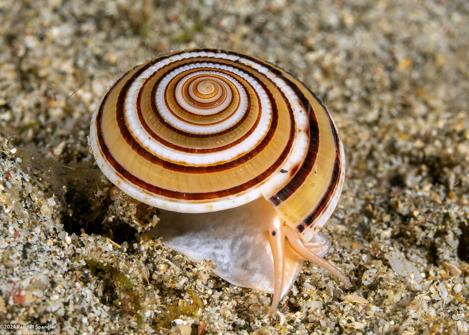 Architectonica modesta (Modest Sundial)