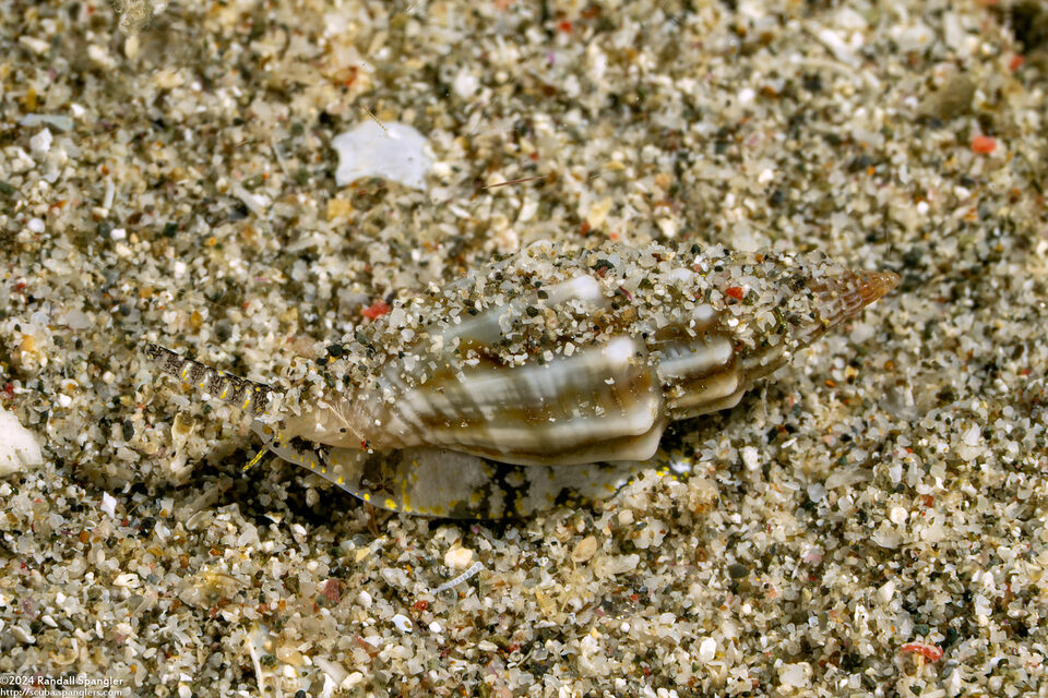 Eucithara sp.1 (Eucithara sp.1)