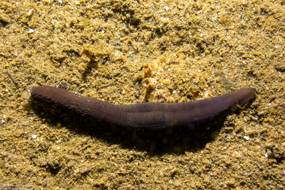 Nemertea sp.1 (Nemertea sp.1)