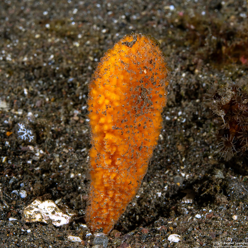 Phycopsis fusiformis (Phycopsis Fusiformis)