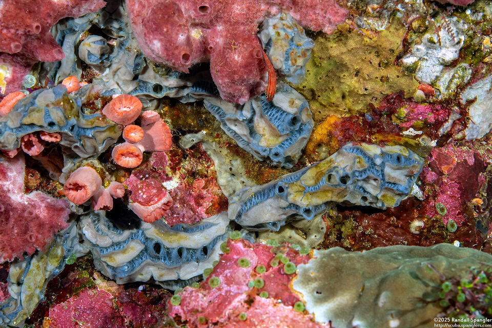 Placospongia melobesioides (Placospongia Melobesioides)