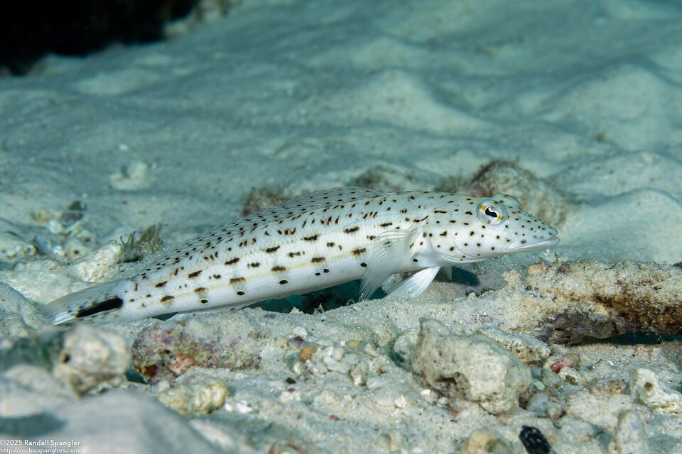 Parapercis hexophtalma (Speckled Sandperch)