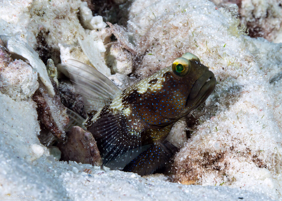 Cryptocentrus fasciatus (Barred Shrimpgoby)