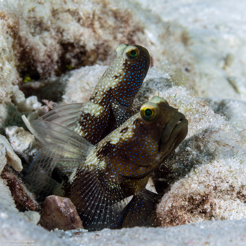 Cryptocentrus fasciatus (Barred Shrimpgoby)