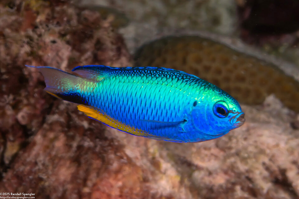 Pomacentrus alleni (Andaman Damsel)