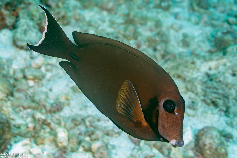 Acanthurus tristis (Indian Mimic Surgeonfish)