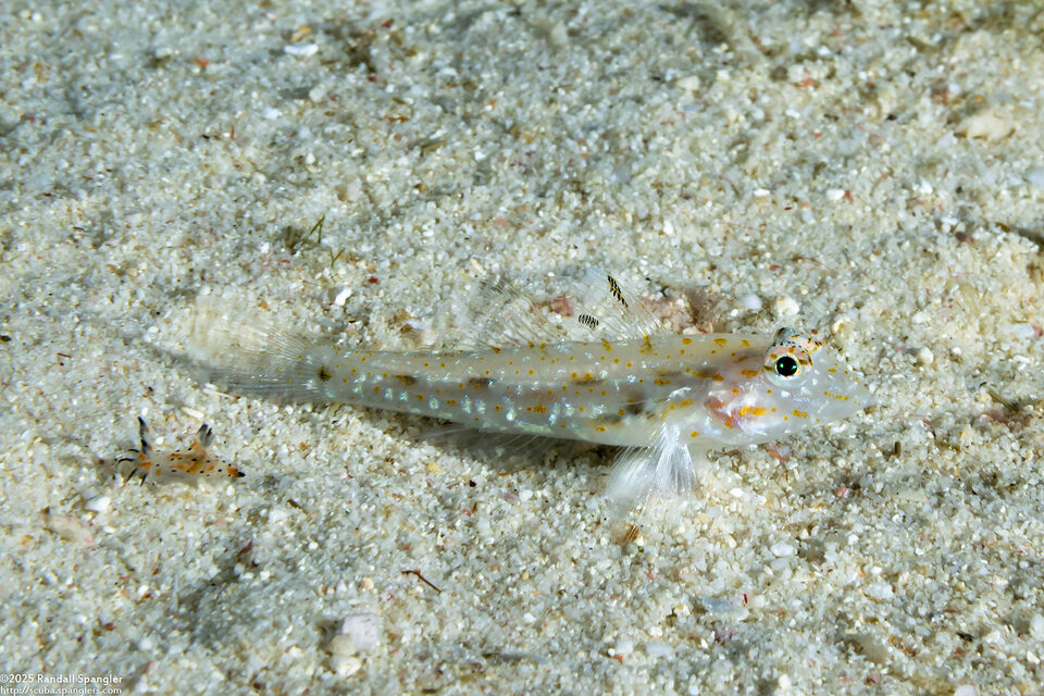 Fusigobius duospilus (Twospot Sandgoby)