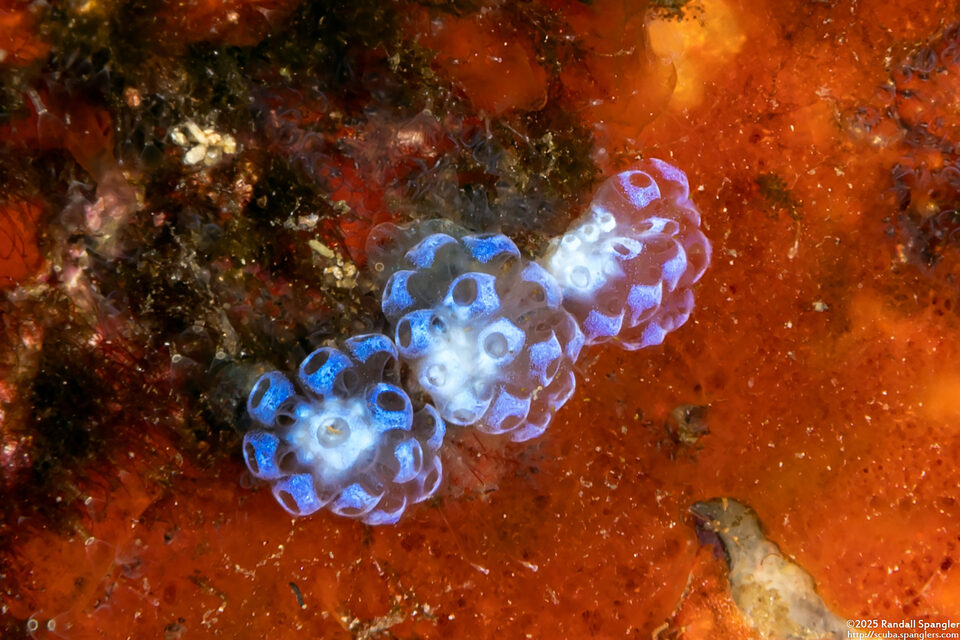 Eudistoma sp.3 (Eudistoma sp.3)