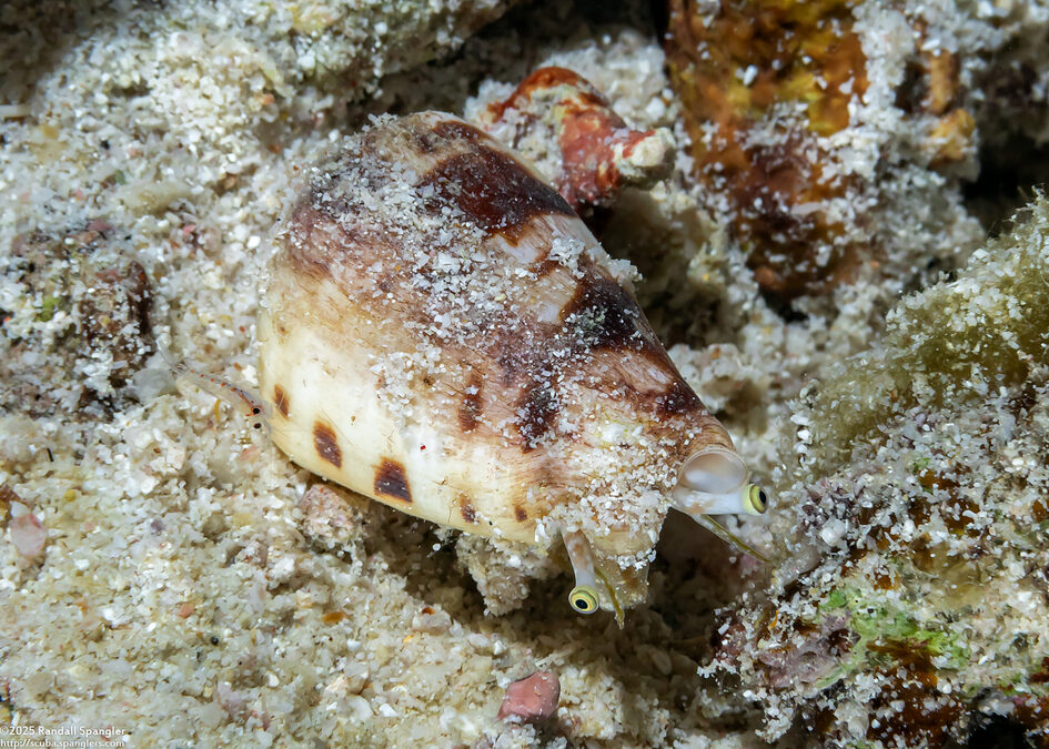 Conomurex decorus (Mauritian Conch)