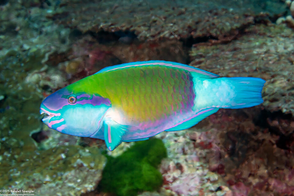 Chlorurus sordidus (Daisy Parrotfish)