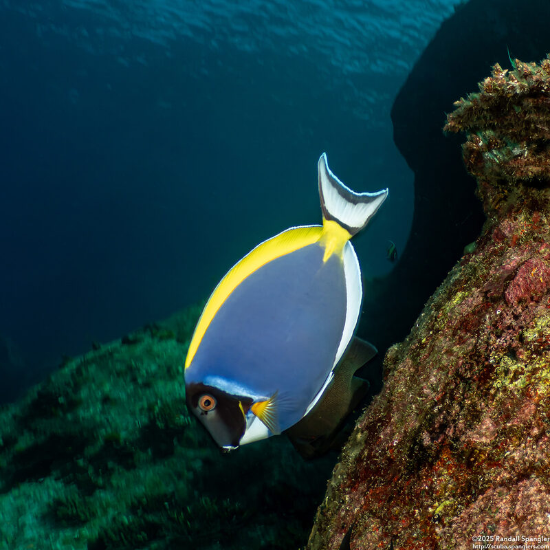 Acanthurus leucosternon (Powderblue Surgeonfish)