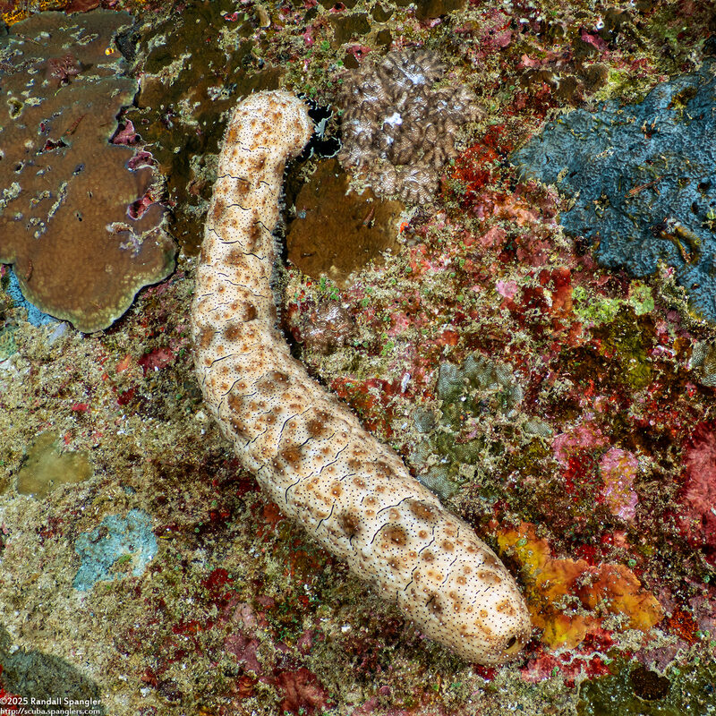 Pearsonothuria graeffei (Blackspotted Sea Cucumber)