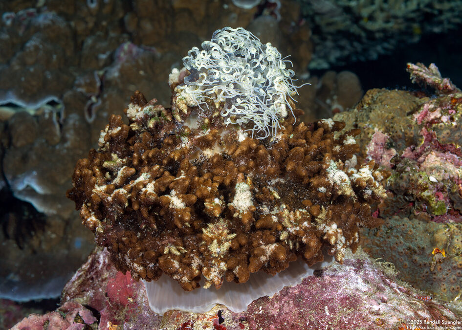 Phyllodiscus semoni (Mimic Anemone)