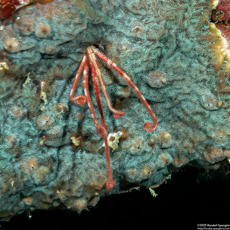 Amphiuridae sp.1 (Burrowing Brittle Star)