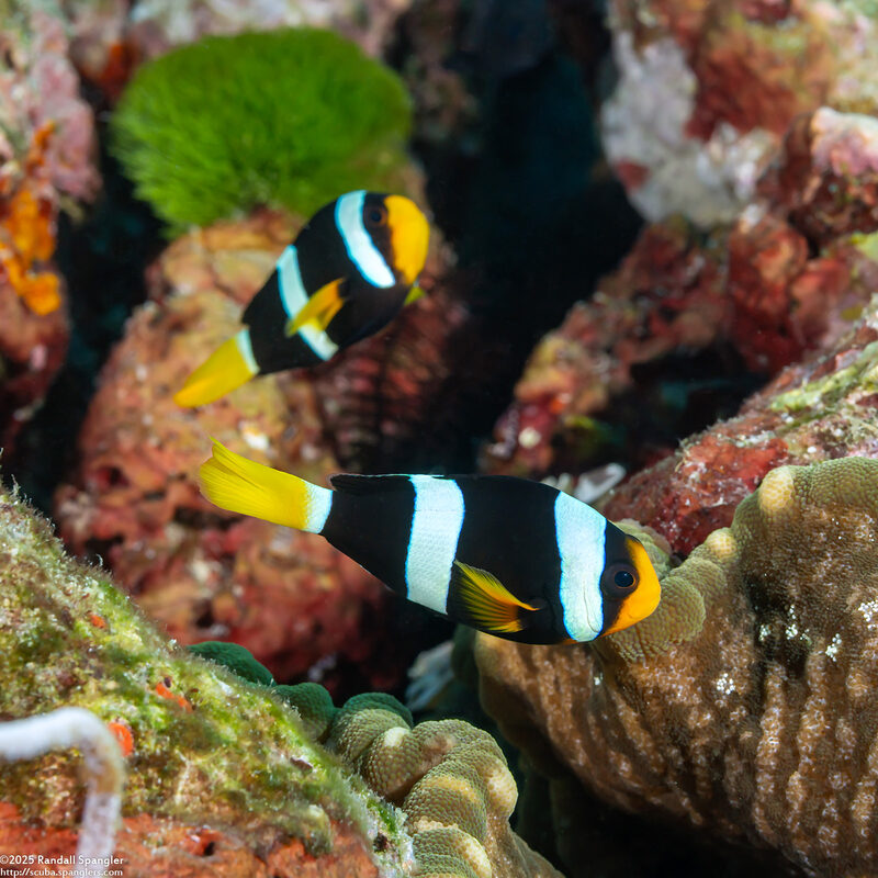 Amphiprion clarkii (Clark's Anemonefish)