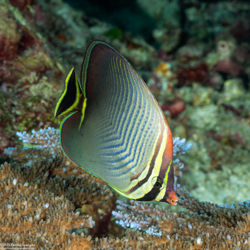 Chaetodon triangulum (Triangular Butterflyfish)