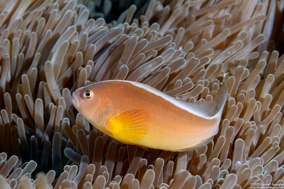 Amphiprion akallopisos (Skunk Anemonefish)