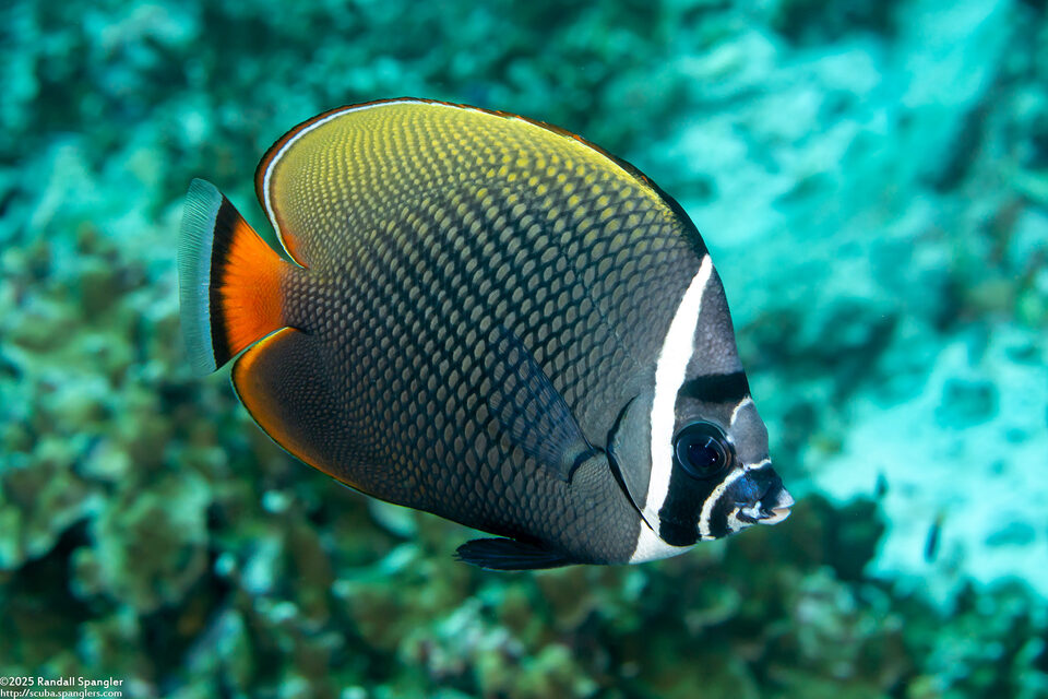 Chaetodon collare (White Collar Butterflyfish)