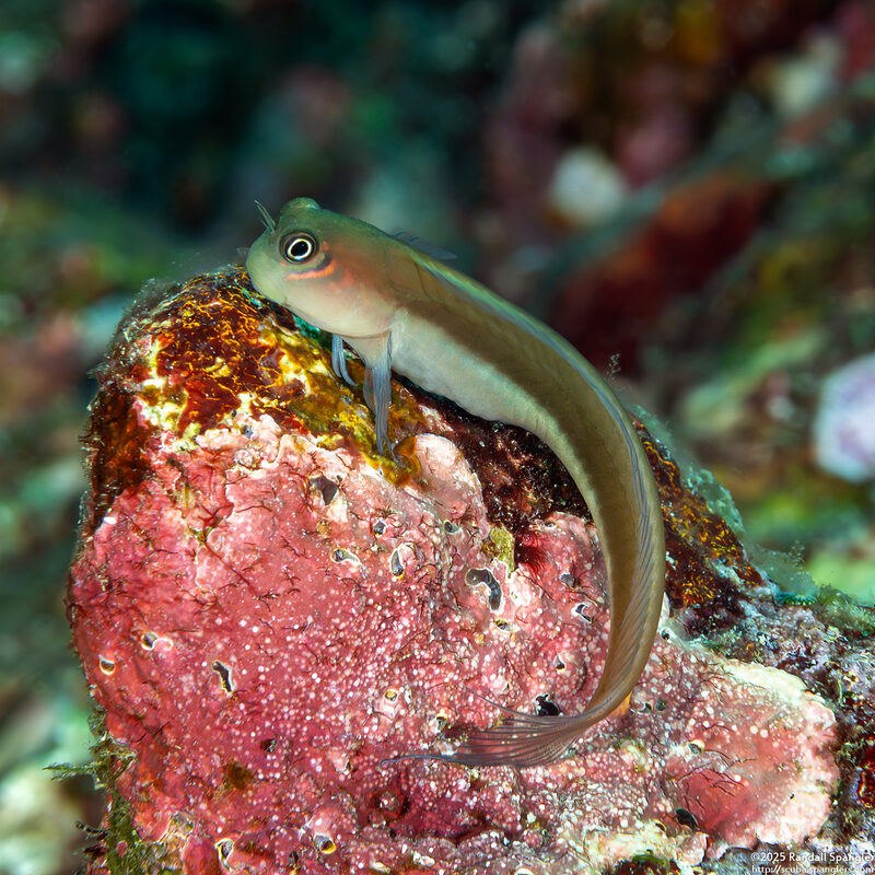 Ecsenius bicolor (Bicolor Coralblenny)