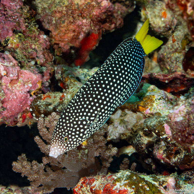 Anampses meleagrides (Yellowtail Wrasse)