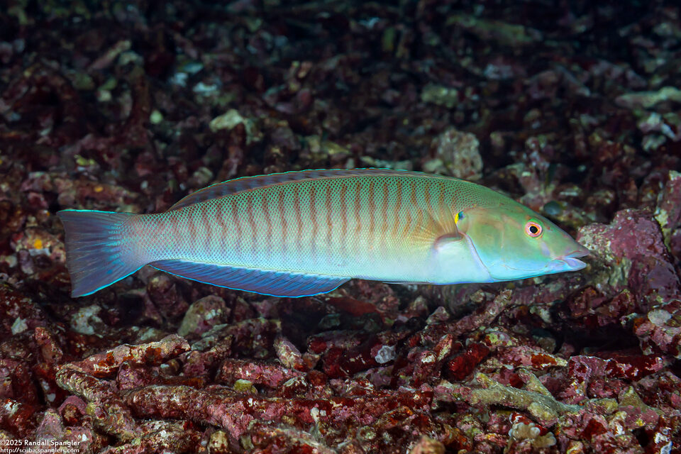 Hologymnosus doliatus (Pastel Ring Wrasse)
