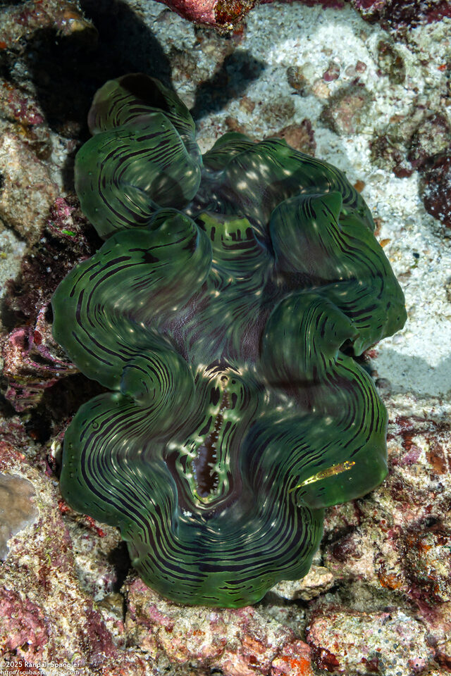 Tridacna squamosa (Fluted Giant Clam)