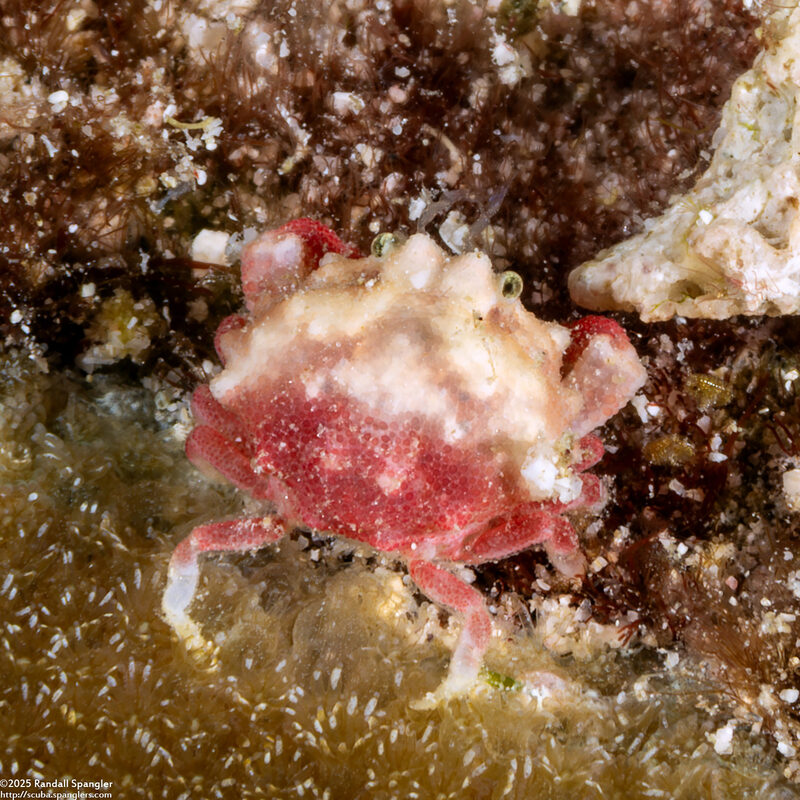 Nucia speciosa (Raspberry Crab)