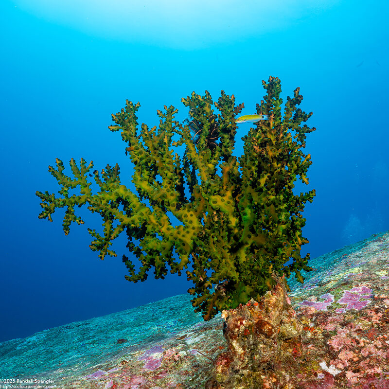 Tubastraea micranthus (Black Sun Coral)